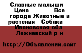 Славные малыши! › Цена ­ 10 000 - Все города Животные и растения » Собаки   . Ивановская обл.,Лежневский р-н